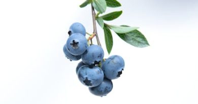 Sådan finder du den perfekte blåbærbusk